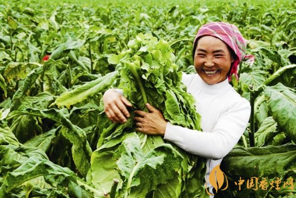 煙葉稅是什么，煙葉稅如何計(jì)算